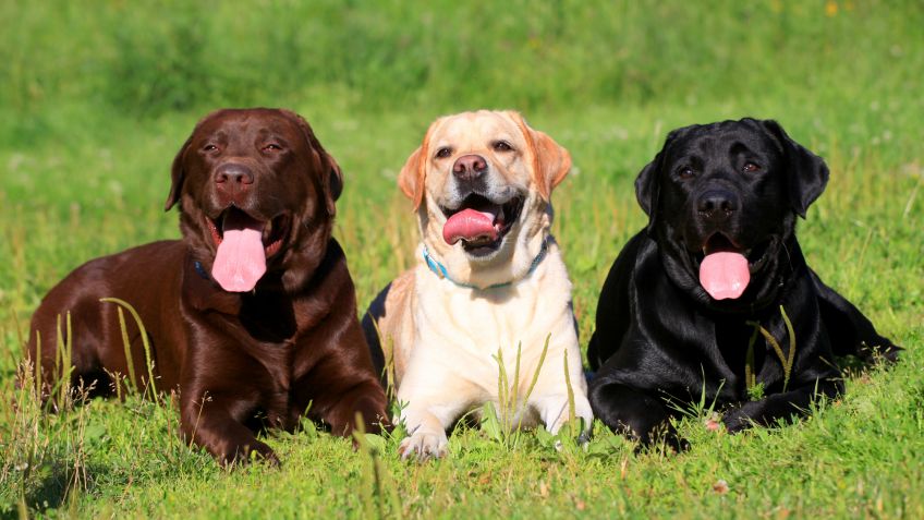 Labrador Retriever ¿un perro familiar? Instituto DogCoaching